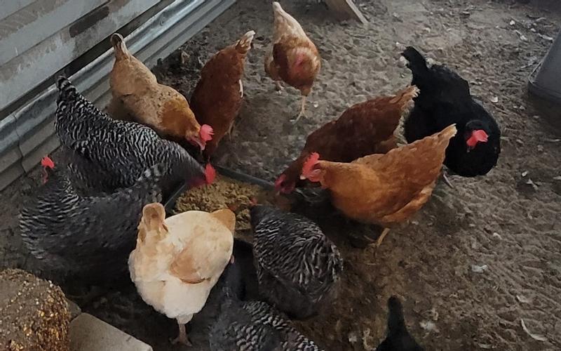 We fed on a raised cinder brick so as to not have on the ground