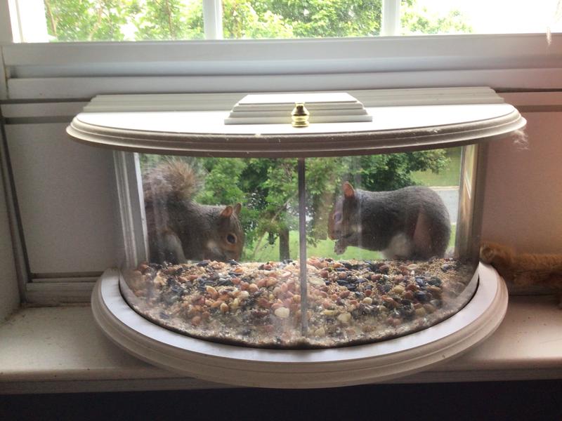Of course it also attracts furry friends