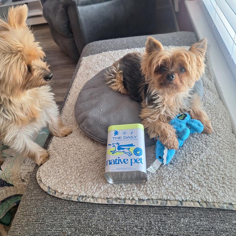 The Daily Native Pet, Mia