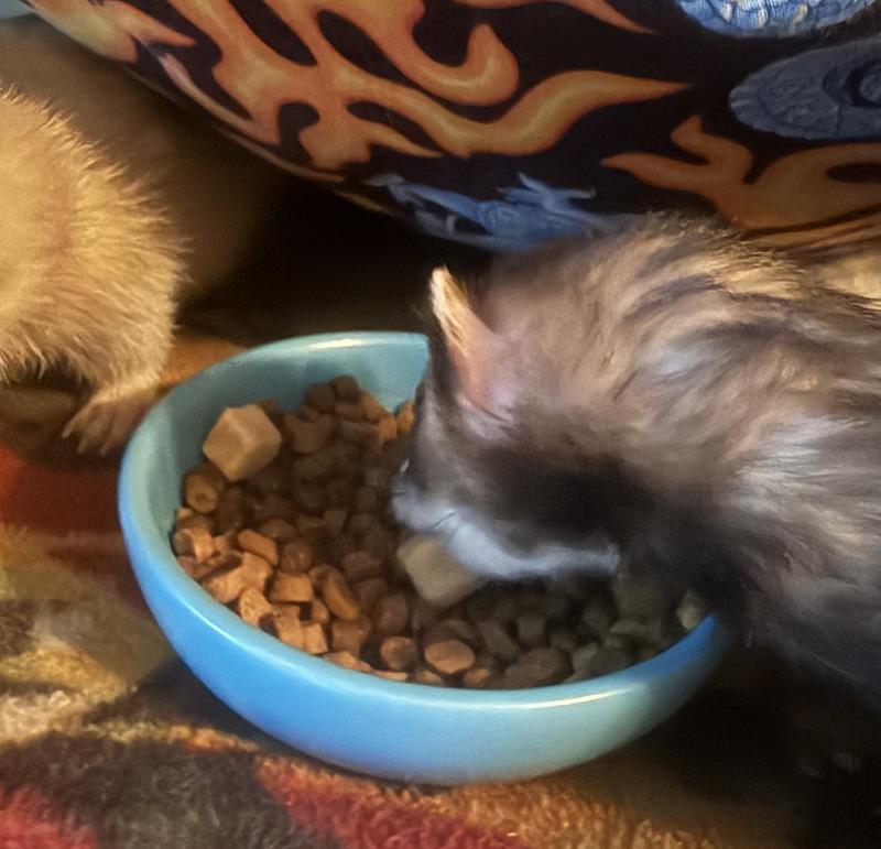 Our ferrets enjoyed these snacks