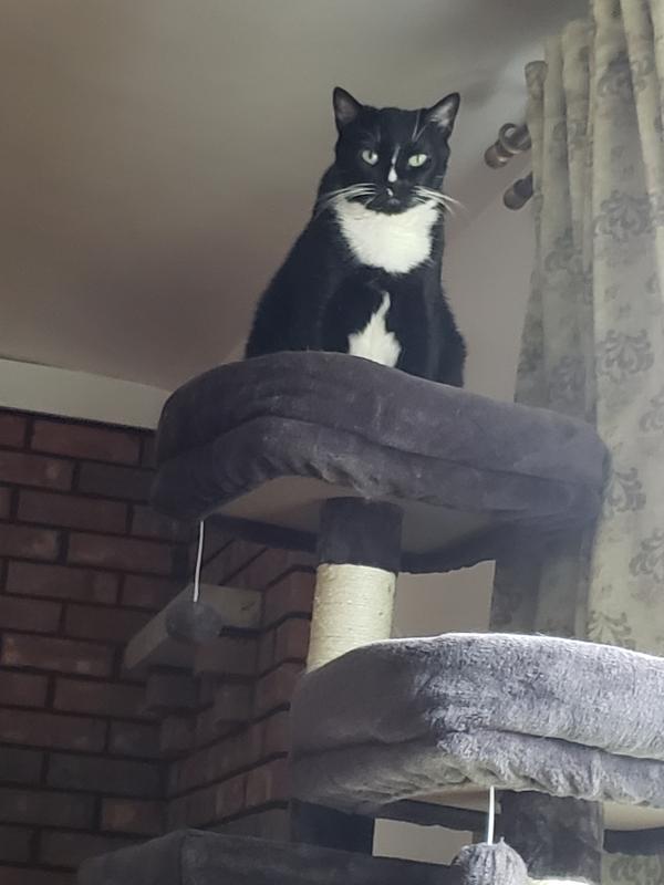 FRISCO 64in Cat Tree with Hammock, Condo, 2 Top Perches with Bed, Gray