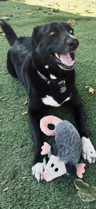 Happy dog with his favorite toy.