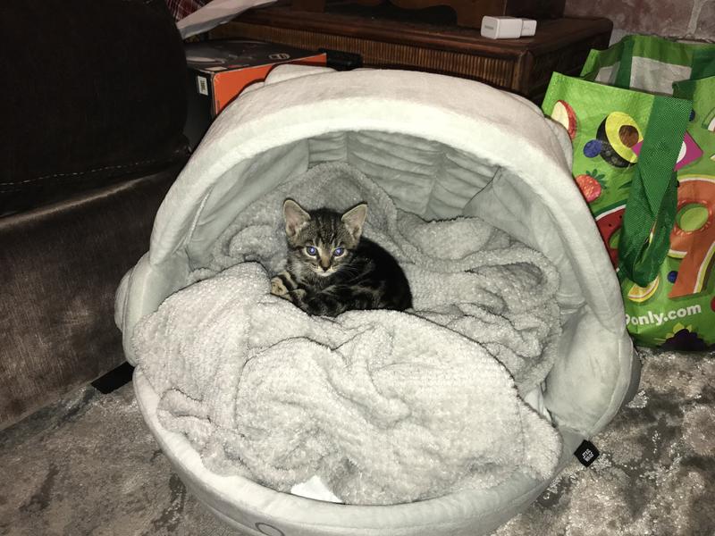 Star wars cat clearance bed