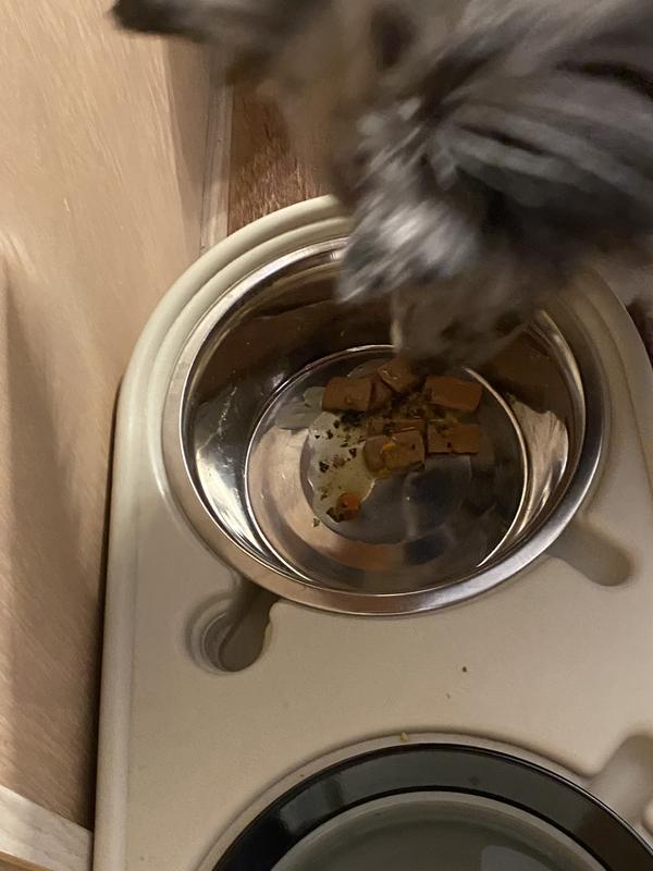 Dog food