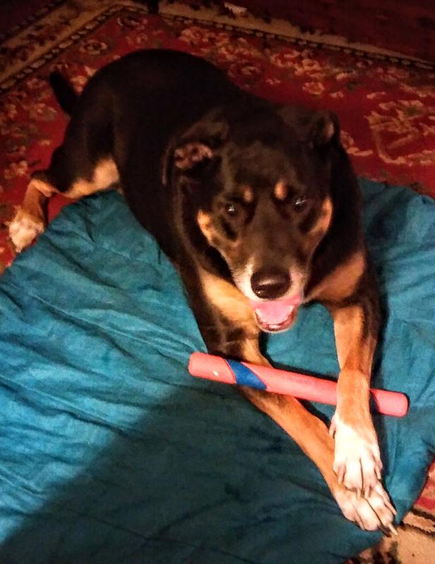 Happy dog!