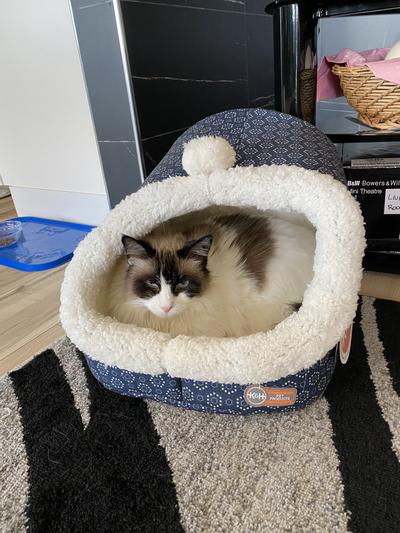 Cozy heated cat bed