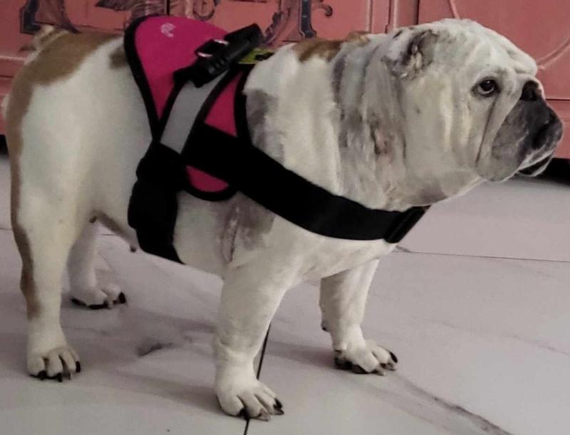 Hdp no outlet pull dog harness