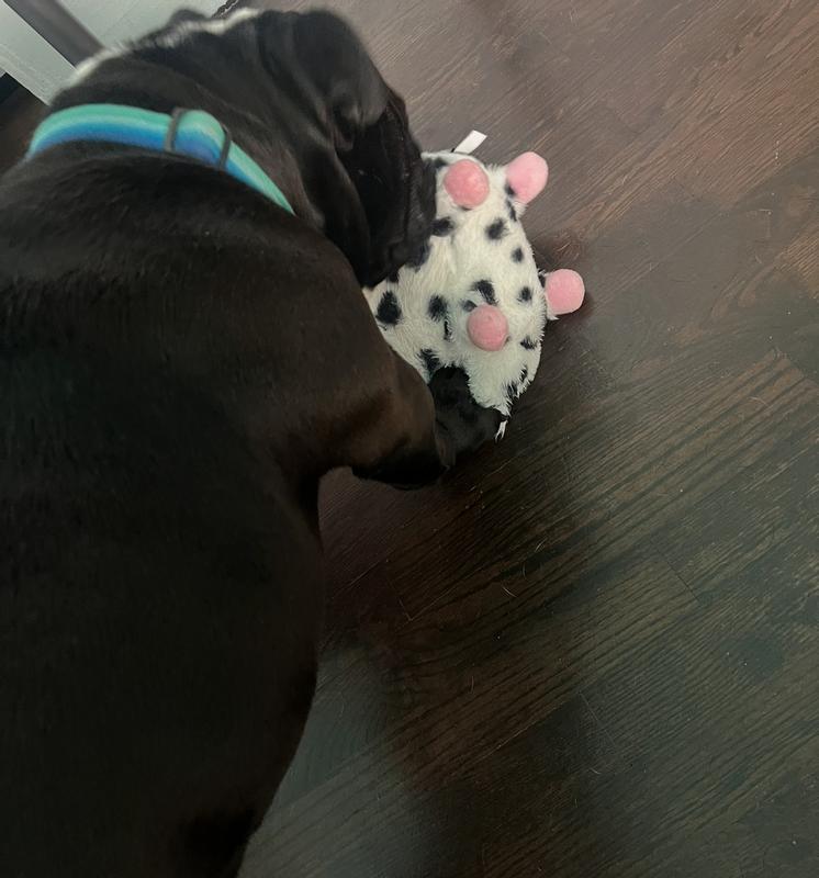 English Bulldog playing