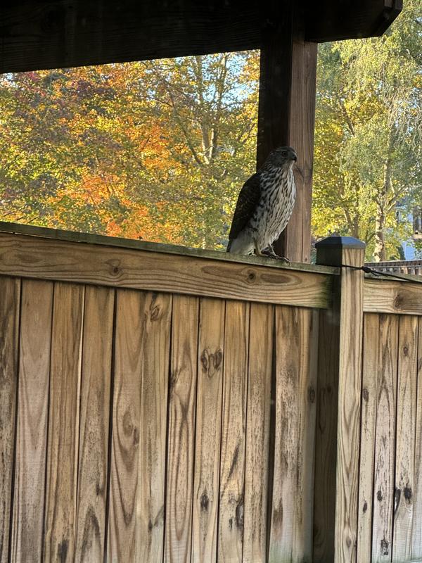 Hawk. Probably looking for my chipmunk but he didn’t get him.