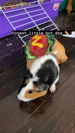 Pepper The Hot Dog