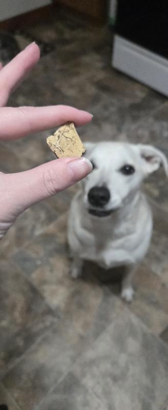 Waiting patiently for treats