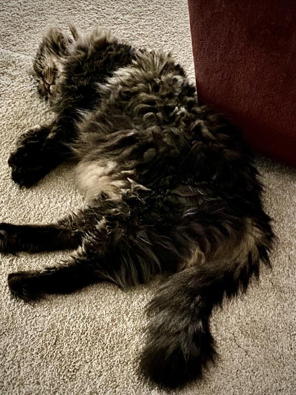 FURMINATOR Adjustable deMatter Dog & Cat Tool