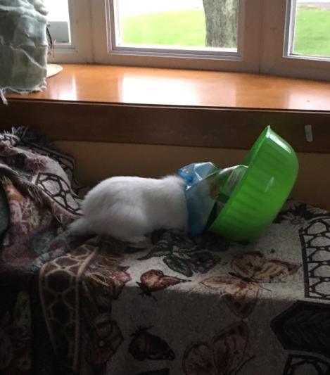 Olaf helping himself to breakfast