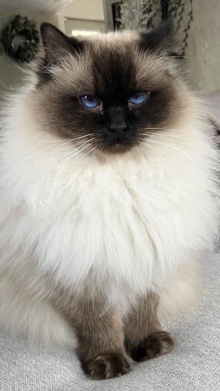 A very happy fussie cat! 💗