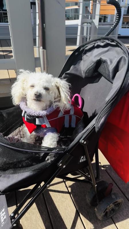 PET GEAR Travel Lite Pet Stroller reviews Chewy