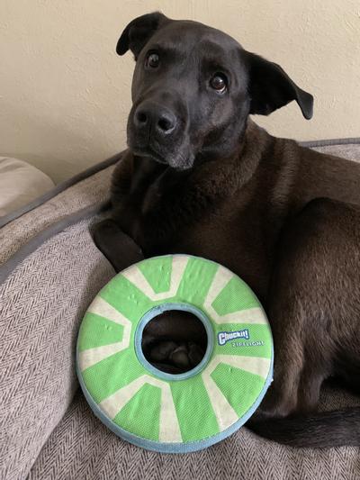Della Mae and her frisbee