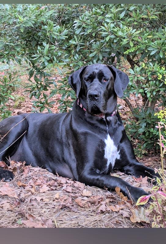 weight loss for our beautiful girl