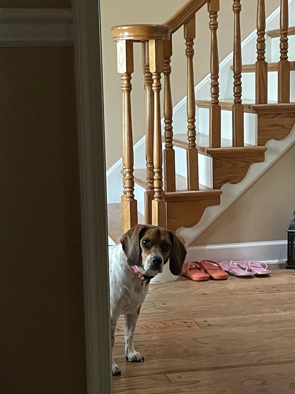 BUSY BONE Jerky Wraps LongLasting Small/Medium Dog Treats, 4 count