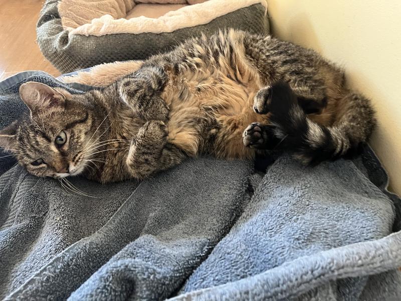 Tabby kitty lounging after being fed a good lunch