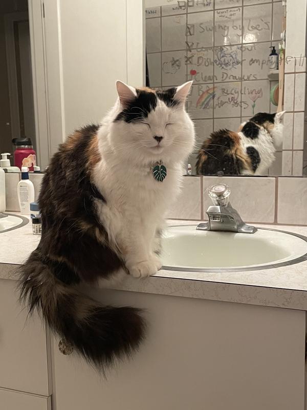 Don’t have the treats pictured, but my very hairy calico
