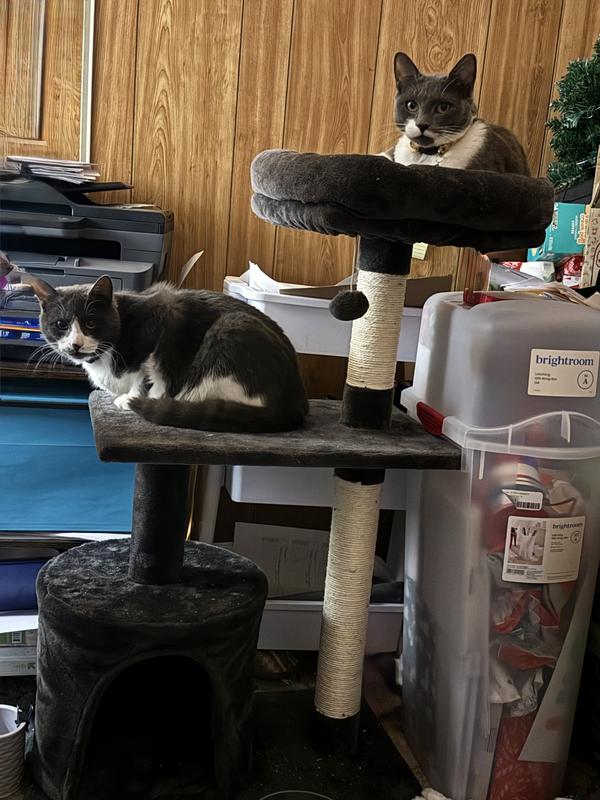 Fizzy (smaller cat) on top.