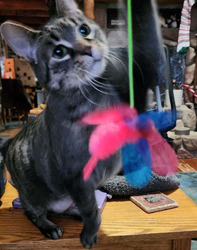 NECOICHI Crinkly Critters Fancy Flutterfly Cat Wand Toy - Chewy.com