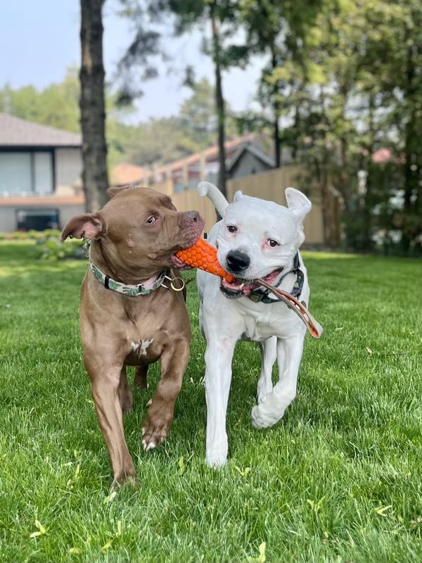 Our beautiful pups