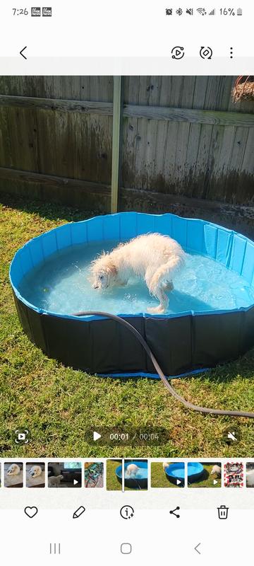 Chewy shops pool