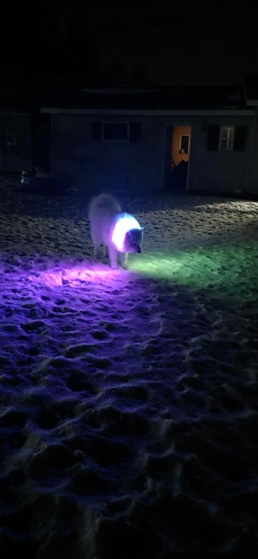 atlas loves it! this thing is bright!