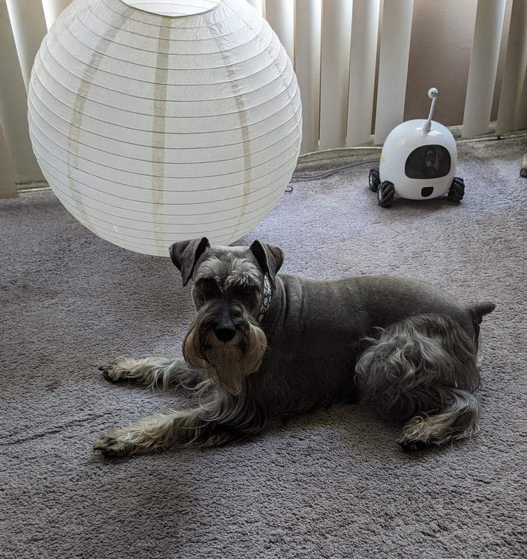 JAX, my MiniSchnauzer🐾🐾