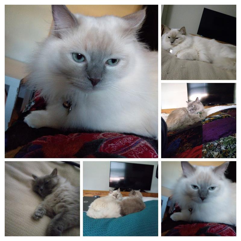 The Kitties that I am writing about.