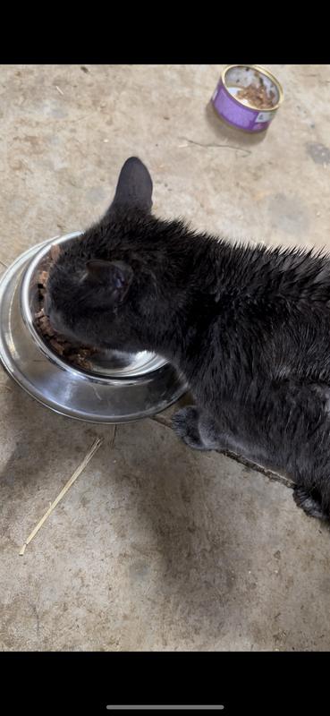 Discontinued - INSTINCT Flaked Real Rabbit Entree in Gravy Wet Cat Food ...