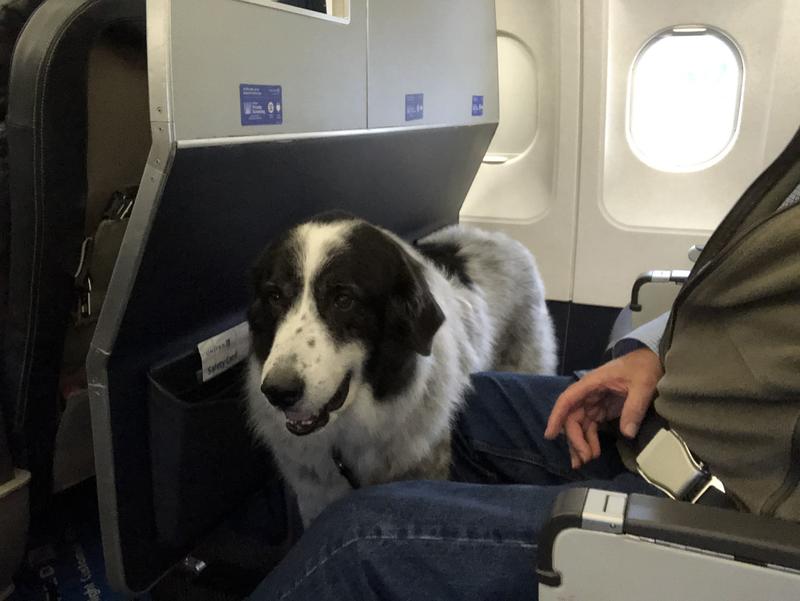 Travels well in aircraft.