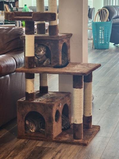 Kitty mansions big horn best sale cat tree