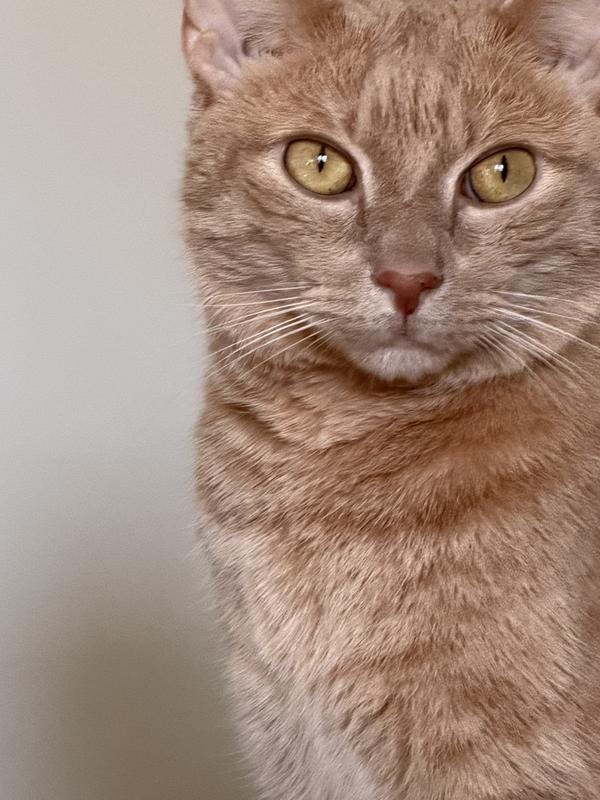 Horace Kitty says your cat will ♥️ it