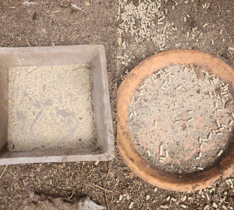 Purina Layena Crumbles vs Organic Pellets. Layena was polished off first and quickly!