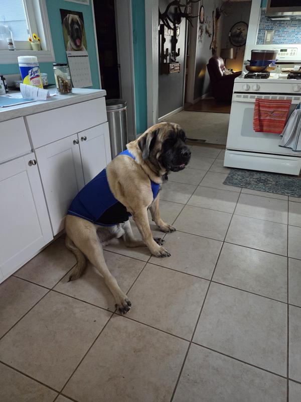 Fabulous but runs small