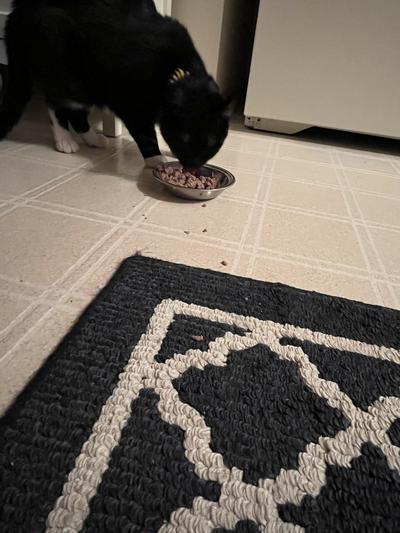 Mew and her trail of noms