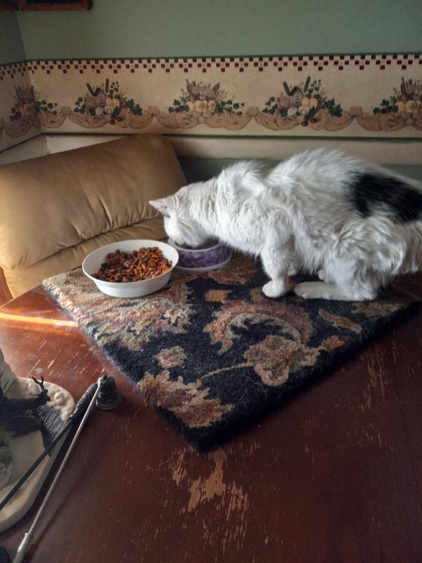 Finally found one he will eat amen