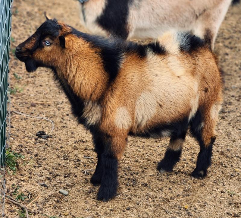 He's still on the smaller side,  but doing excellent.