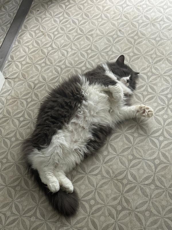 Cozmo taking a nap after his snack. Ignore my dirty floor