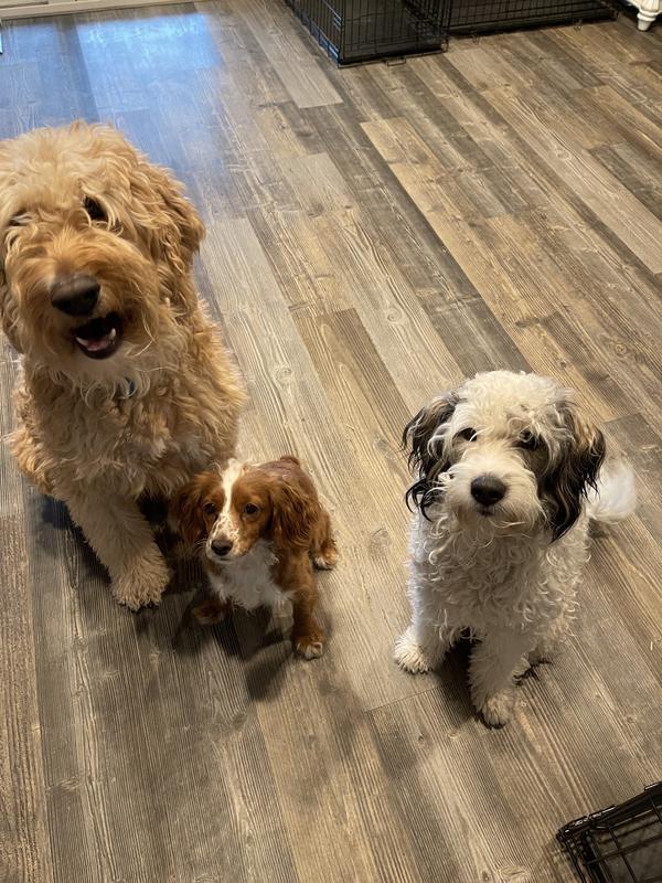 My 3 doggos