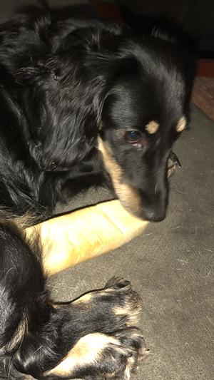 Alexis-Pomme's new favorite!