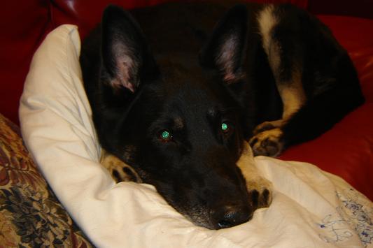 Sarge