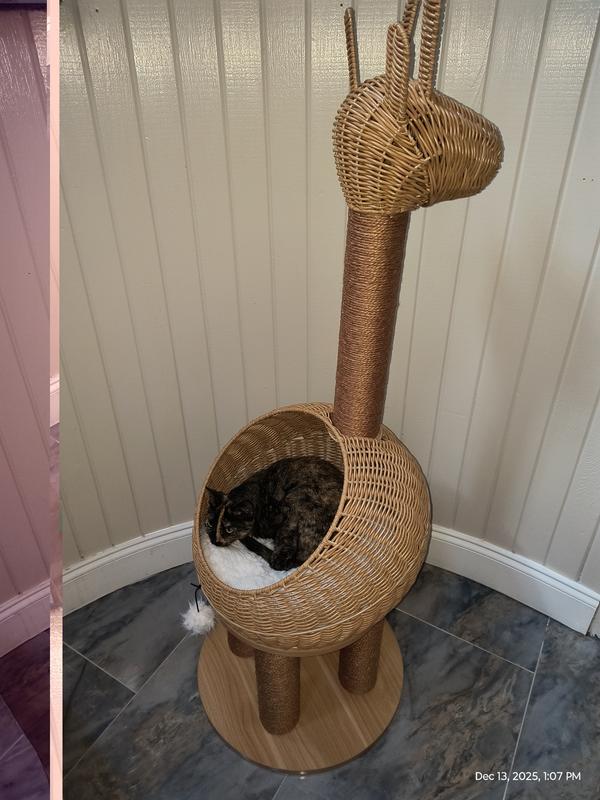 Mayzie breaking it in