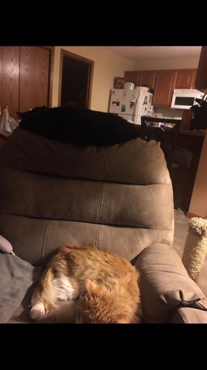Baloo atop the char Whiskers on the seat.