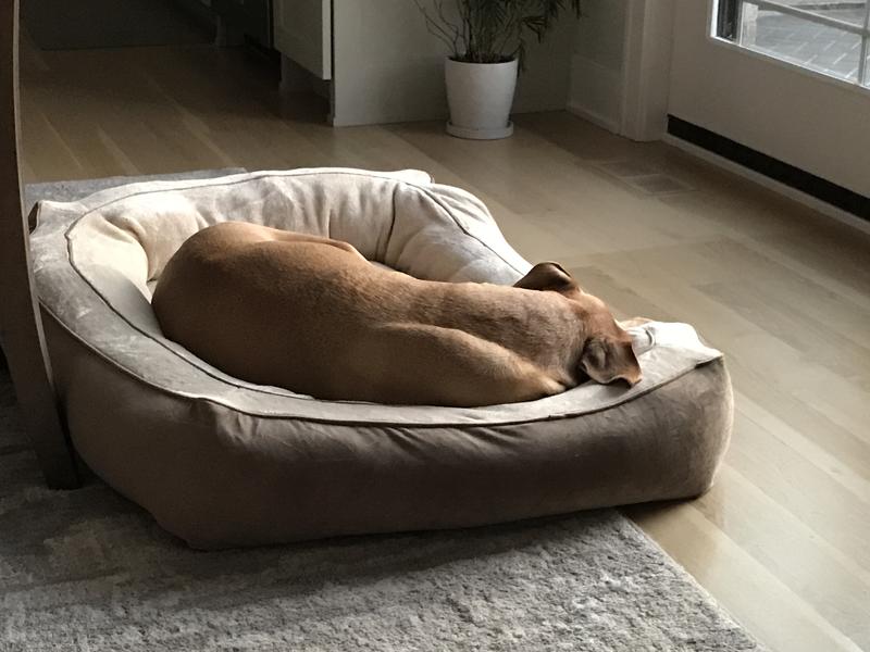 Discontinued BEAUTYREST Cozy Cuddler Dog & Cat Bed, Gray, Medium