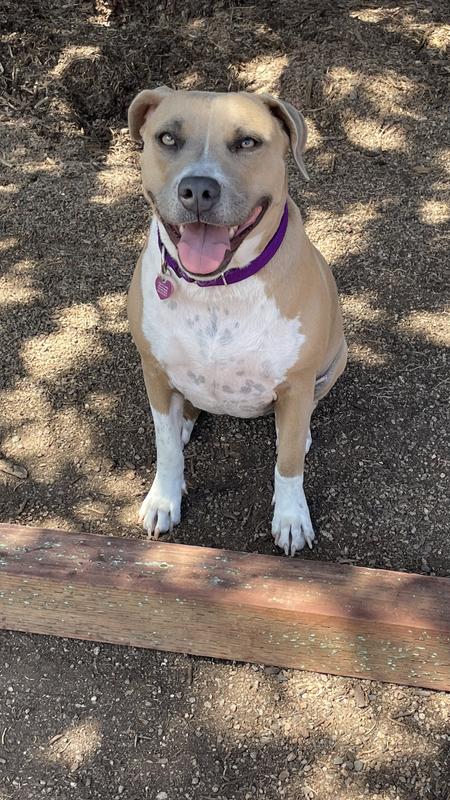 Hazel supervising the building of the Chickens coop & run