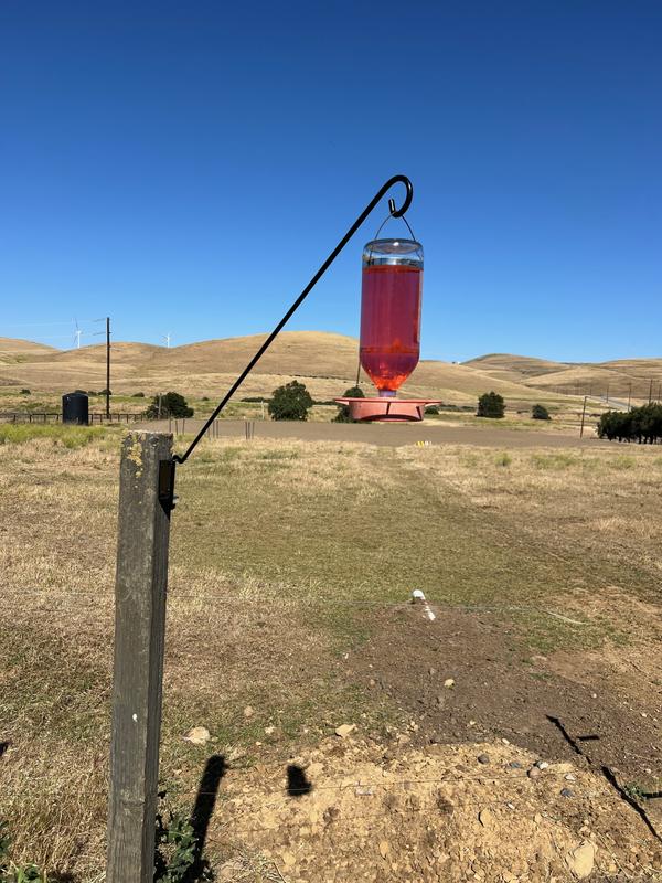 3.5 lb hummingbird feeder securely suspended