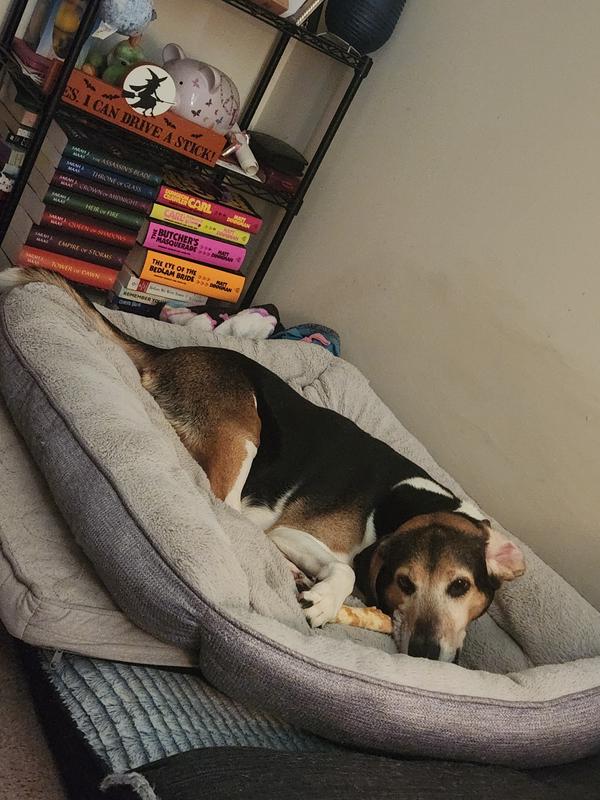 Enjoying her treat while lounging in bed.